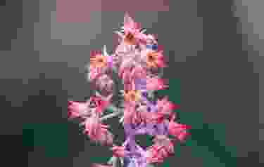 orchid