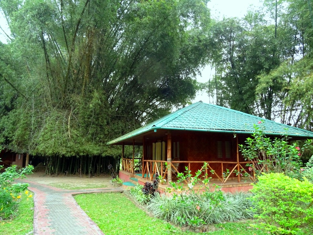 bamboo grove